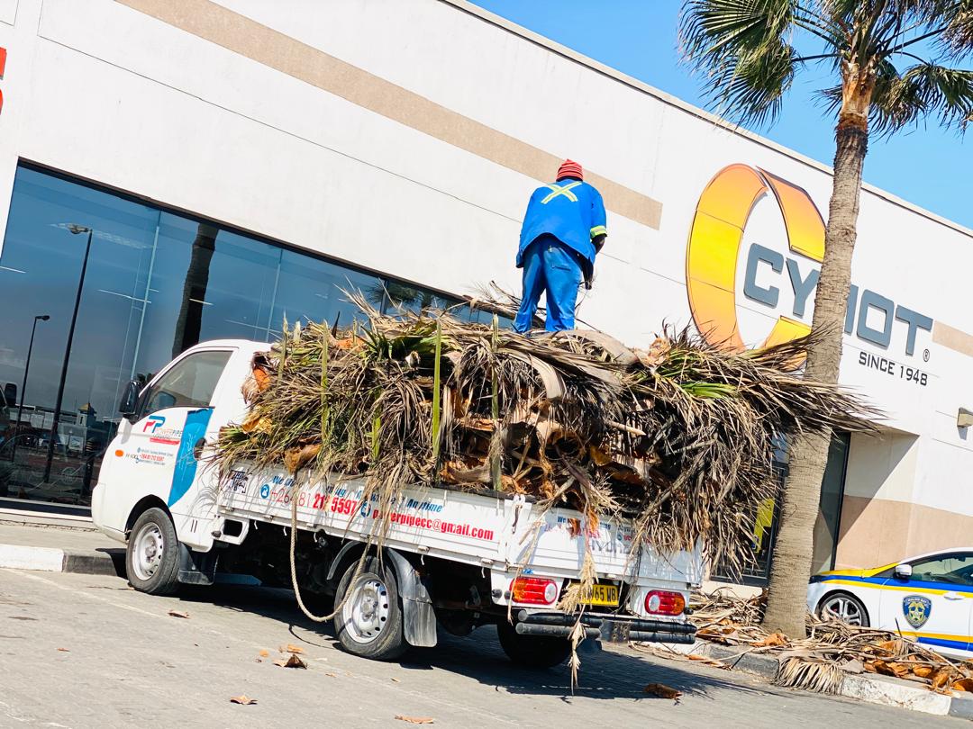 Tree Pruning, Cutting and Removal